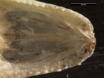Media type: image;   Herpetology R-131690